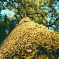 Hoop Master X alternate view 1