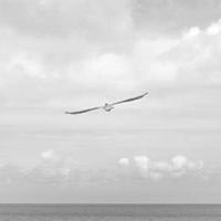 Nimbus Speedster alternate view 2