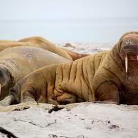 Urban Glide alternate view 3